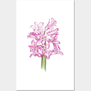 Hyacinth Posters and Art